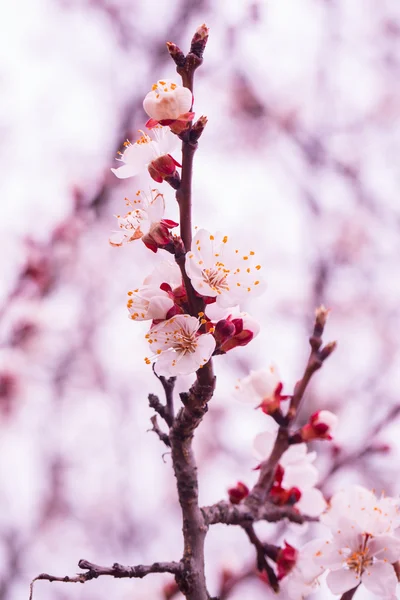 Blossom background. Beautiful nature scene with blooming tree and sun flare. Sunny day. Spring flowers. Beautiful Orchard. Abstract blurred background. Springtime