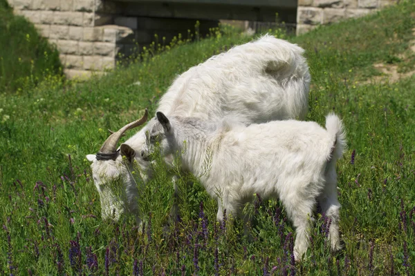 Goat with bunch of green lush grass on the summer meadow