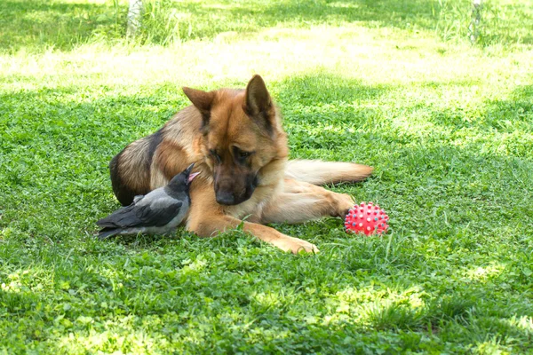 German Shepherd and Hooded Crow