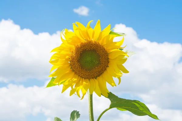 Field of blooming sunflowers