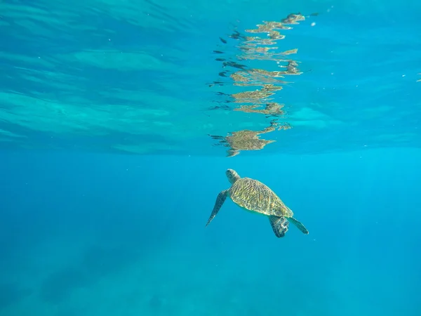 Green sea turtle underwater in deep blue ocean
