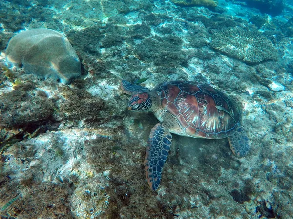 Green sea turtle eating in coral reef on sea bottom