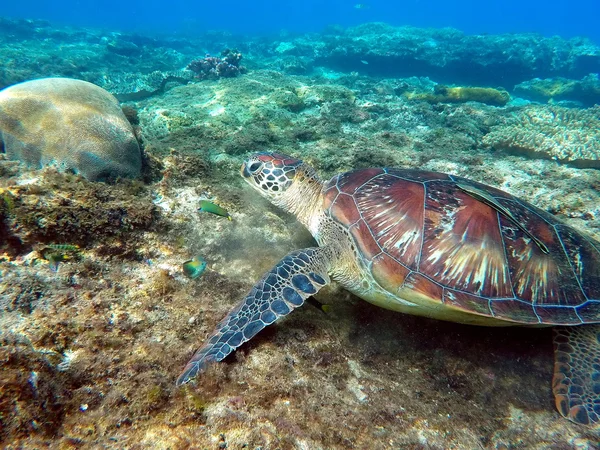 Green sea turtle eat sea grass between corals