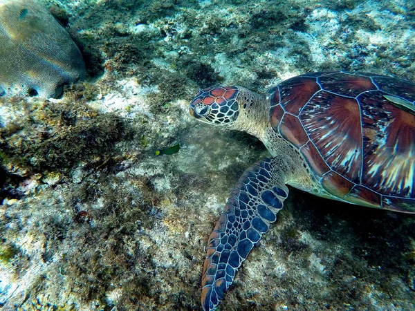 Green sea turtle eating plant in coral reef