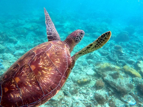 Green sea turtle above the coral reef and sea bottom