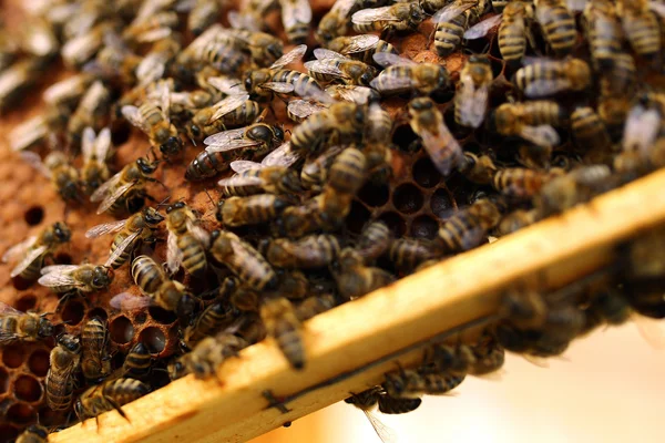 Queen bees honeycomb