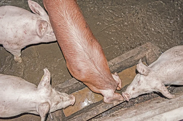 Three White Pigs and one red Pig Standing in a Hogpen in the Pig