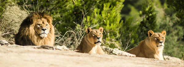 Lions family lying on sand