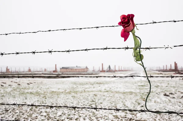 A rose on the Barbed Wire Fence