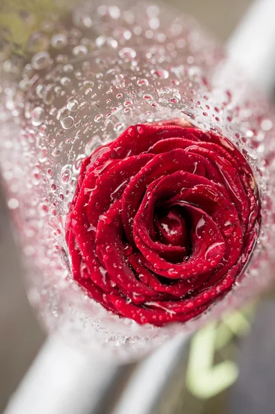 Beautiful red rose with dews