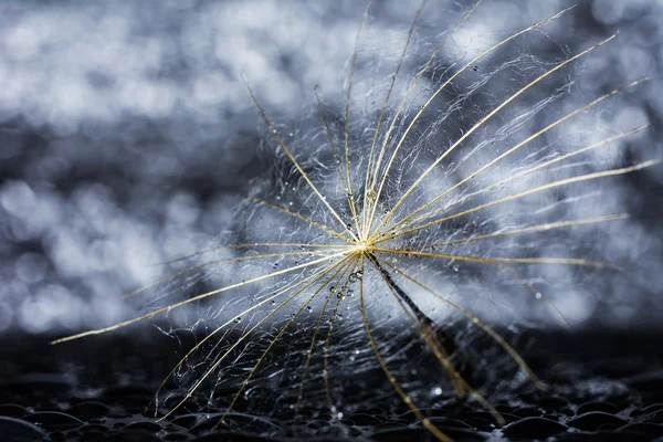 Abstract dandelion flower with water drops and bokeh background