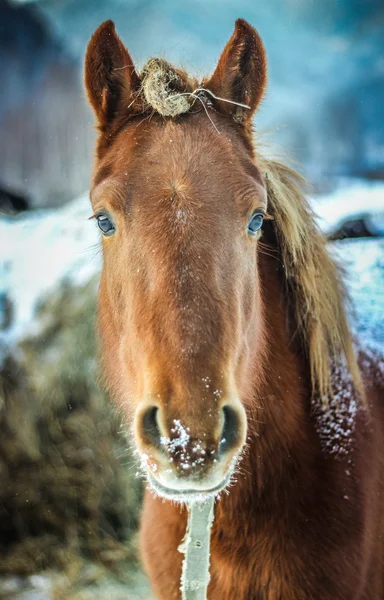 Nature Siberia walk on the frozen winter mountain river landscape Taiga Village RussiaSiberia Landscape Nature River frozen Taiga Horse, a black eye on the nature village