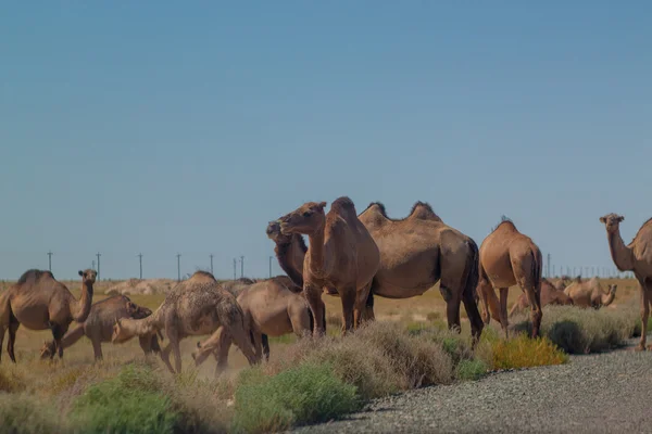 A herd of camels in the desert of the Aral