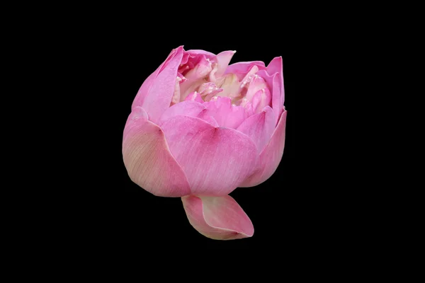 Pink lotus isolated on black background