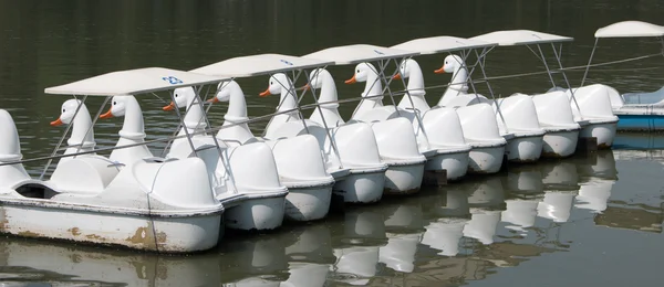 Duck pedal boats available for rent