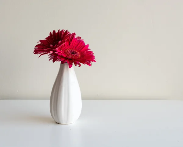 Crimson gerberas in white vase