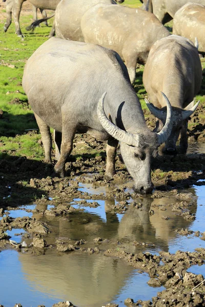 A big Cape Buffalo bull drinks water.Thailand