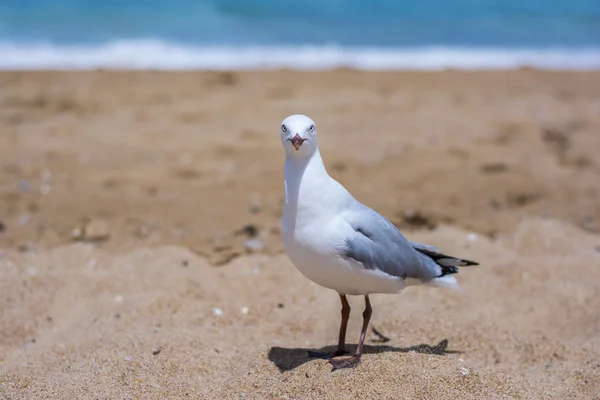 Seagull on a beach in New South Wales, Australia