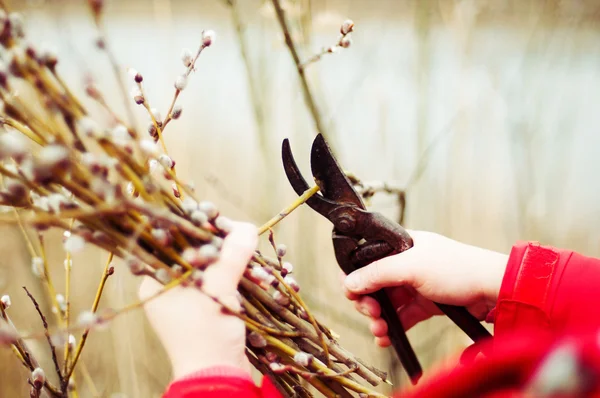 The gardener cuts the branches of trees in the garden. Pruning t