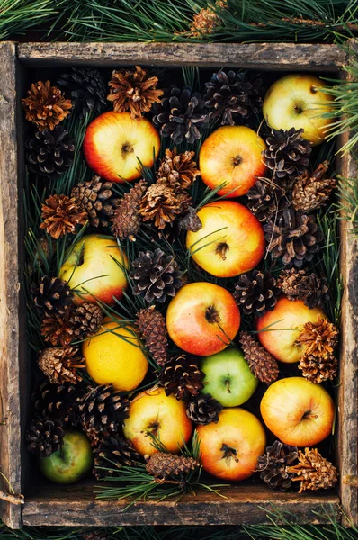 Apples on a dark wood background. Toning. Sweet apples on wooden