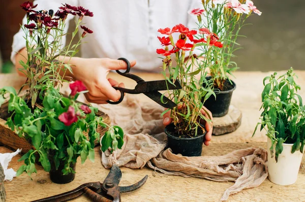 Gardener doing gardening work at a table rustic. Working in the garden, close up of the hands of a woman cares flowerscarnations. Womans hands. Garden tools with flowers.