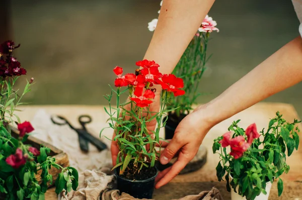 Gardener doing gardening work at a table rustic. Working in the garden, close up of the hands of a woman cares flowerscarnations. Womans hands. Garden tools with flowers.
