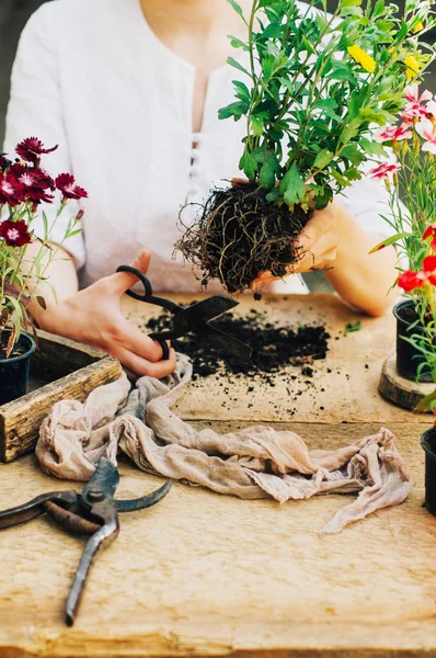 Gardener doing gardening work at a table rustic. Working in the garden, close up of the hands of a woman cares flowercarnations. Womans hands. Garden tools with flowers.
