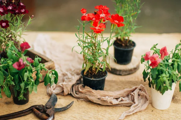 Gardener doing gardening work at a table rustic. Working in the garden, close up of the hands of a woman cares flowerscarnations. Womans hands. Garden tools with flowers.