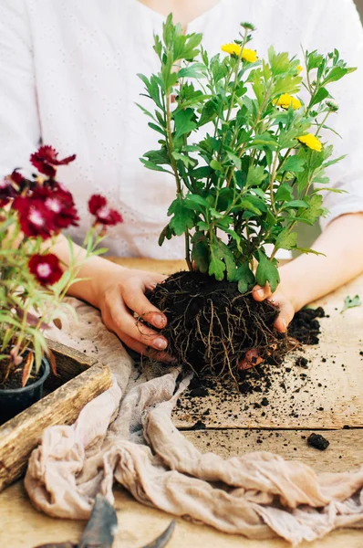 Gardener doing gardening work at a table rustic. Working in the garden, close up of the hands of a woman cares flowerscarnations. Womans hands. Garden tools with flowers.