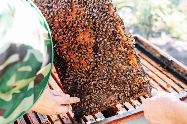 Frames of a bee hive. Beekeeper harvesting honey. The bee smoker
