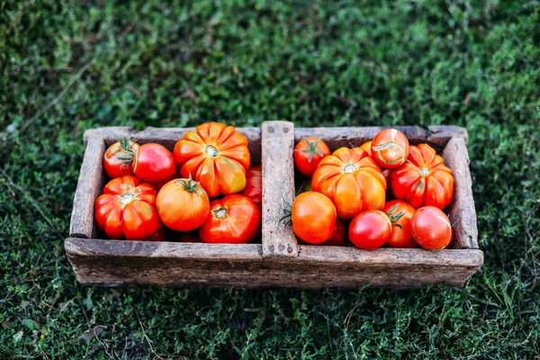 Assorted tomatoes in brown paper bags. Various tomatoes in bowl.