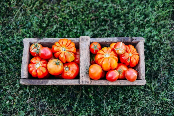 Assorted tomatoes in brown paper bags. Various tomatoes in bowl.