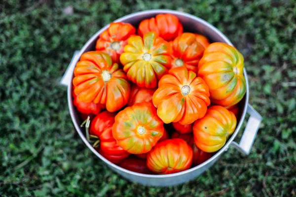 Assorted tomatoes in brown paper bags. Various tomatoes in bowl.