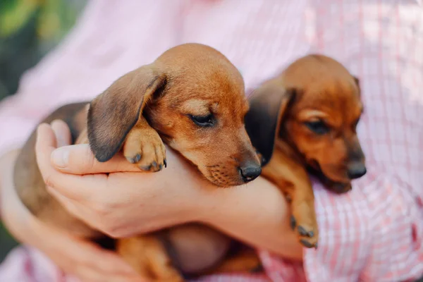 Dachshund puppy. Woman at the park holding his dog. Woman holdin