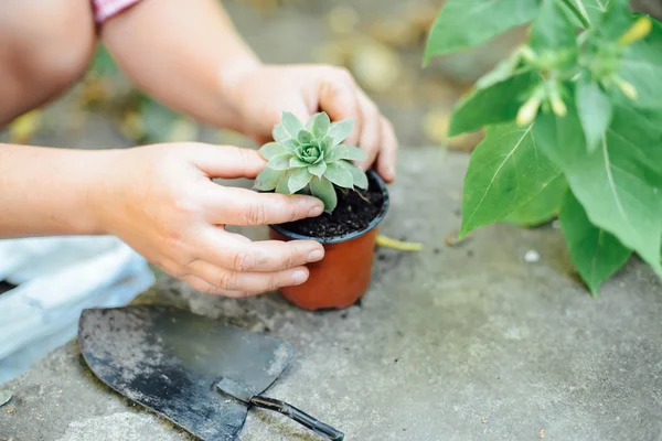 Woman\'s hands transplanting succulent into new pot. Gardening ou