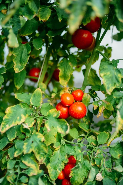 Vegetable garden with plants of red tomatoes. Ripe tomatoes on a