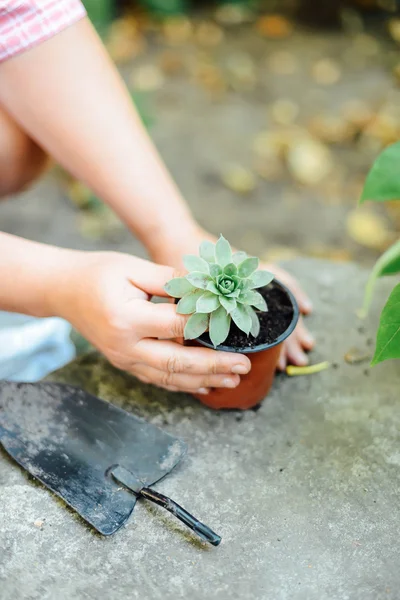 Woman\'s hands transplanting succulent into new pot. Gardening ou