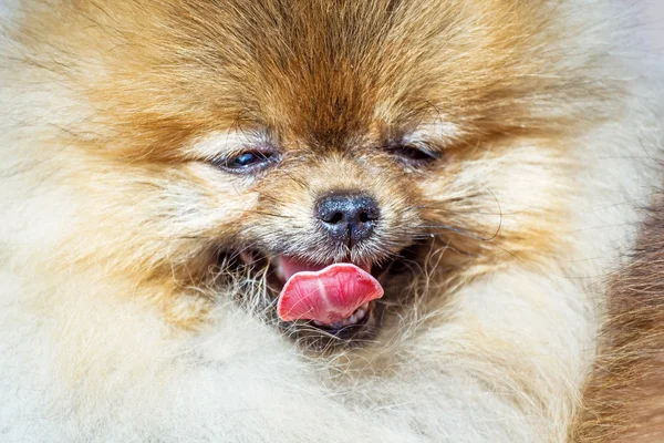 Pekingese dog with its mouth open
