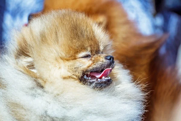 Pekingese dog with its mouth open