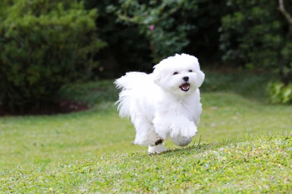Happy Dog Running