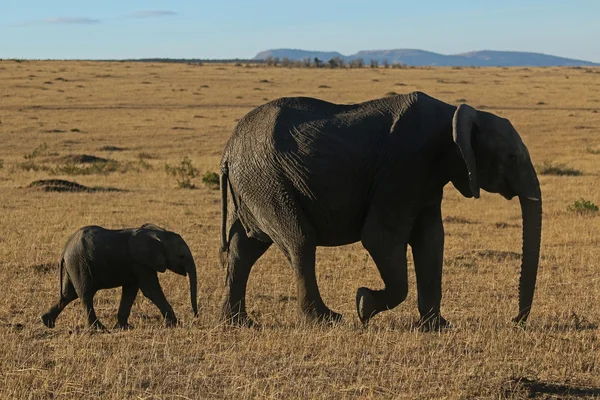 African Elephant Mother and Baby