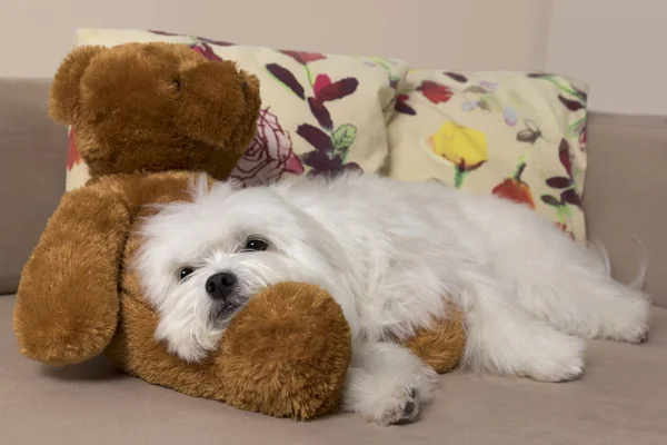 White maltese dog resting on a cute teddy-bear.