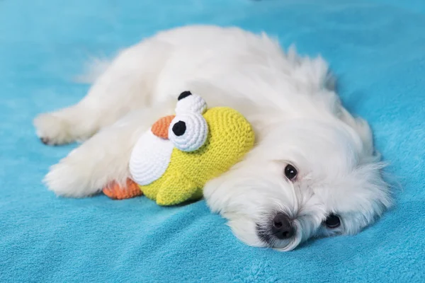 Adorable maltese dog lying in bed with favorite toy