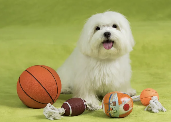 Cute maltese dog with toys