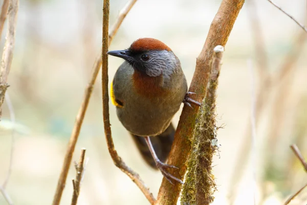 Silver-eared Laughingthrush