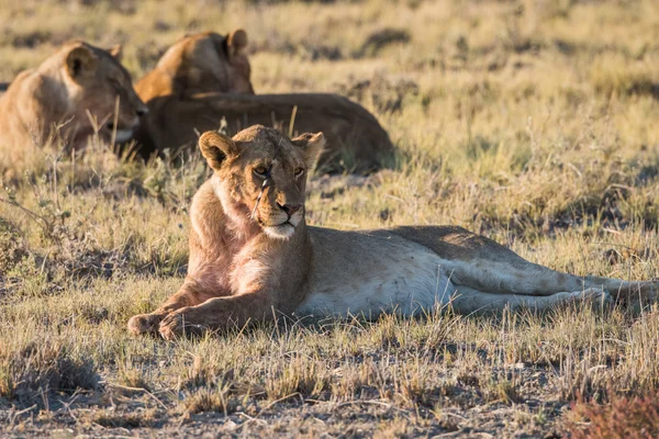 Lion Group in Etosha