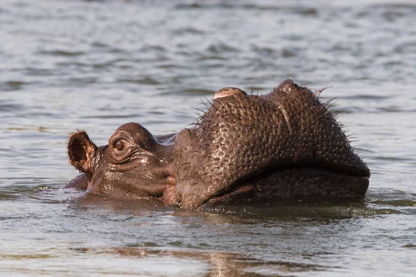 Hippo nose out of water