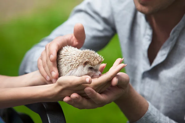 Prickly hedgehog in the hands of people