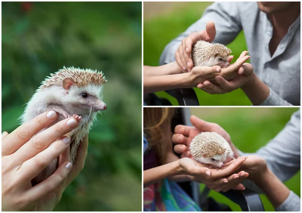 Set. prickly hedgehog in the hands of people