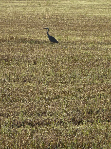 Lone heron silhouetted in the middle of a field in the early morning sunshine